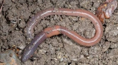 Zajímavá fakta o rainworms
