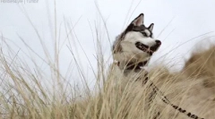 Zajímavá fakta o husky