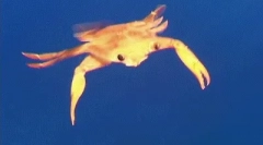 Zajímavá fakta o corle černého moře