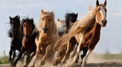 Zajímavá fakta o koních