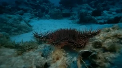 Zajímavá fakta o mořských ježkách