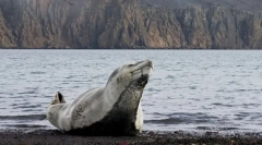 Zajímavá fakta o mořských leopardů