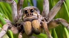 Zajímavá fakta o spider-wolf