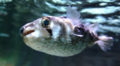 Zajímavá fakta o rybích fugu
