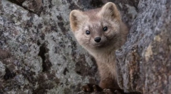 Zajímavá fakta o sobyola