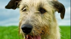 Irish wolfhound (fotografie): dovedný lovec s aristokratickým vzhledem