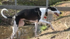 Španělská borzaya