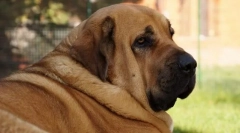 Španělský mastiff