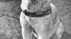 Historie hachiko - nejvíce oddaný ve světě psa (7 fotografií)