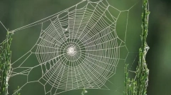 Co pavouk skrývá svůj web?