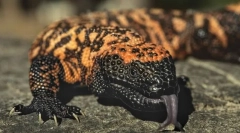 Yadozub arizona