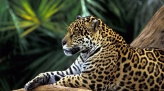 Jaguár