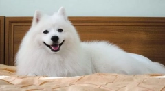 Japonský spitz