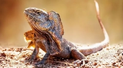 Lizard pluffamy