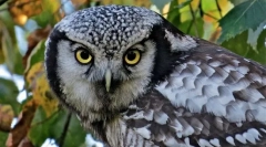 Haww owl