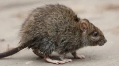 Efektivní refrakce a jedy z potkanů