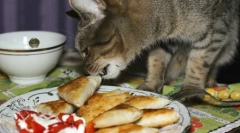 Efektivní metody výuky koček a koček z lasagne