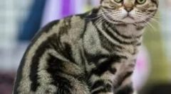 Exkluzivní želva kočky: jaké je tajemství jejich zbarvení