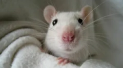 Etoparasity v dekorativních krysách