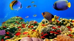 Exotické rybí moře a oceány