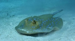 Electric stingray