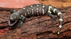 Escorpion
