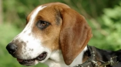 Estonský honič (foto): ztlumení mazlíčka a asistenta na lov