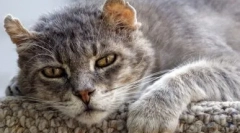 Euthanasia cats: indikace a metody