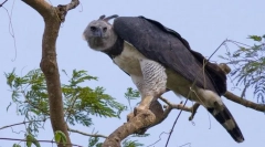 Jihoamerický garpia