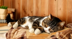 Co kočičí sny: interpretace snů s účastí čtyřnohých nadýchů