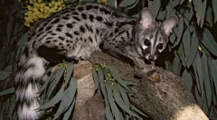 Jak se cywesters podílejí na výrobě nejdražší kávy na světě?