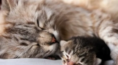 Jak dlouho se kočka porodí?