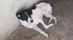 Jako majitel našel svého psa za tři roky hledání