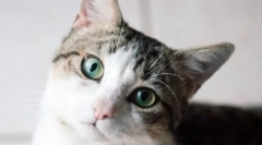 Jak kočka vidí svět