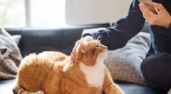 Jak ovlivňuje kočka člověka