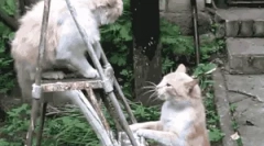 Jak je kočka chráněna před nepřáteli?