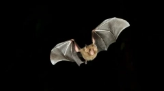 Jak jsou netopýři orientováni ve tmě?