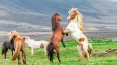 Jak se koně chrání před pachateli?