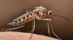 Jak najít komár v místnosti?