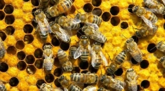 Jak komunikovat včely