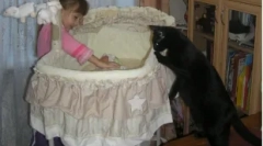 Jak kočka bere na novorozeně