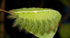 Jak plazené mucanevoon housenky?