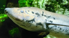 Jak protosters ztratí sucho?