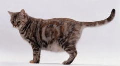 Jak poprvé porodí kočku