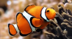 Jak rybní plavání?