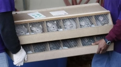 Jako činčilové se stali domovem