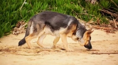 Jako pes má stezku?