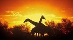 Jak se zvířata spí?