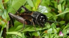 Jak jsou krikety skartovány: zdravé zotavovací zákony