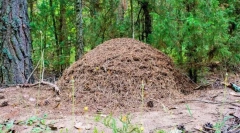 Jak je uspořádána mraveniště?